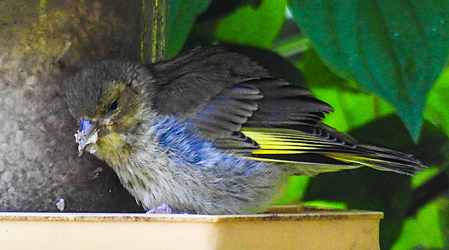 20230604 0590CPw [D~LIP] Grünfink (Carduelis chloris) [JV], Bad Salzuflen