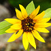 20230722 2818CPw [D~LIP] Sonnenblume, Brackwespe (Braconidae agg), BS