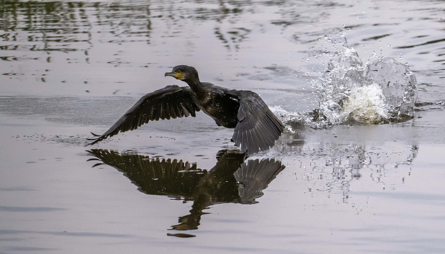 Cormorant