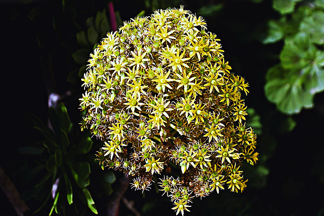 Fleurs bien étoilées./Le cône jaune des fleurs de l'arbre de Houseleek