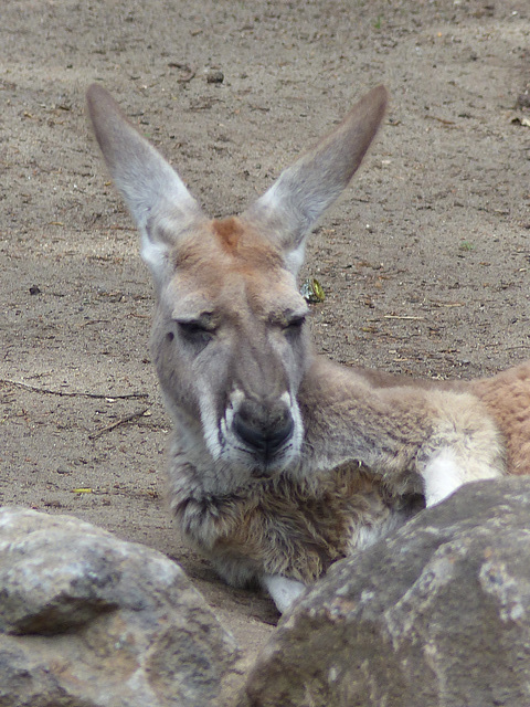 San Francisco Zoo (62) - 19 April 2016