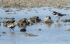 20170518 1584CPw [H] Sandregenpfeifer (Charadrius hiaticula), Alpenstrandläufer (Calidris alpina), Neusiedler See, [Fertöüjlak]