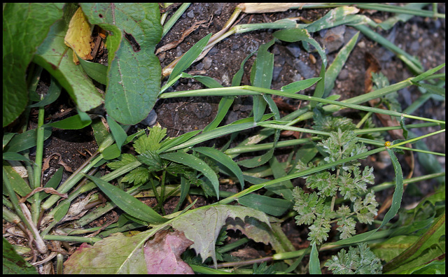 Digitaria sanguinalis (6)