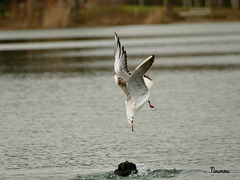 Mouette rieuse et foulque macroule.