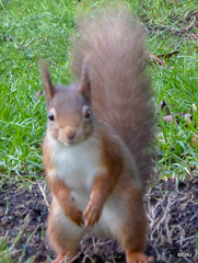 Red Squirrel