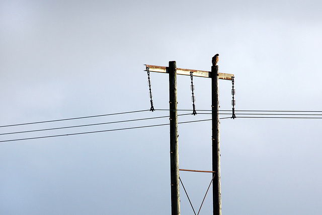 Buzzard watching