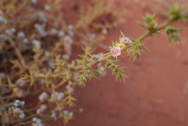 Kali turgida, Monument Valley, USA L1010537