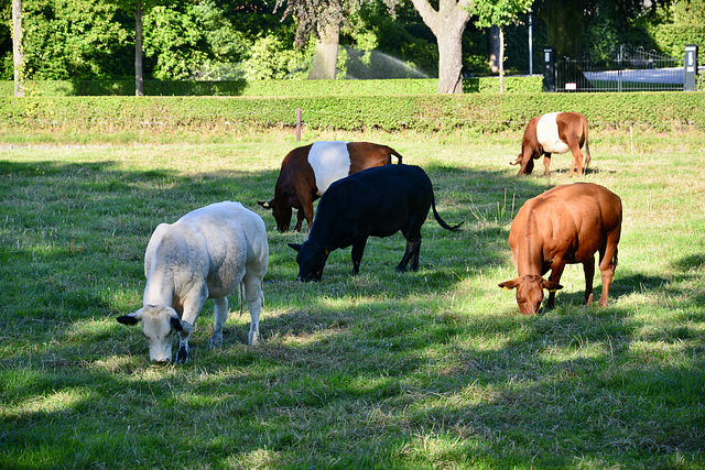 Cows of colour