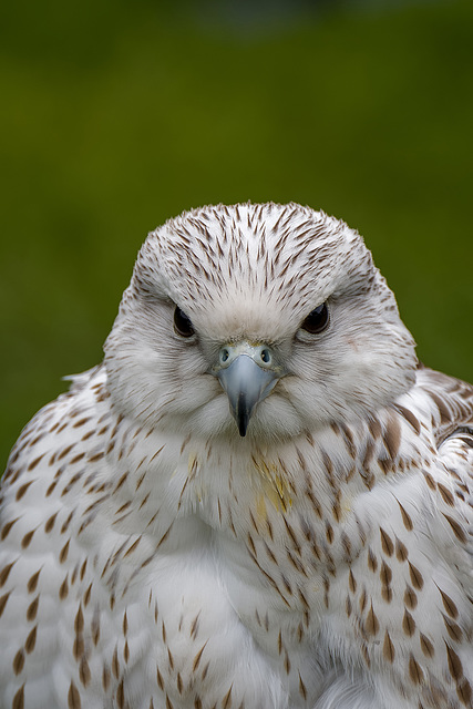Chester cathedral falconry10