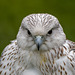 Chester cathedral falconry10