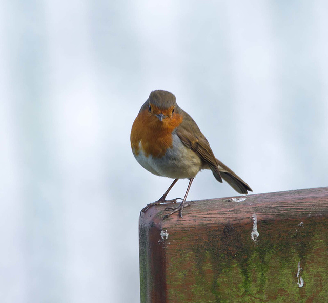 Robin (30)