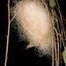 Anthela varia (Anthelidae) coccoon