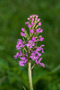 Platanthera psycodes (Small Purple Fringed orchid)