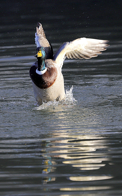 Se prendre pour un condor euh! un cador