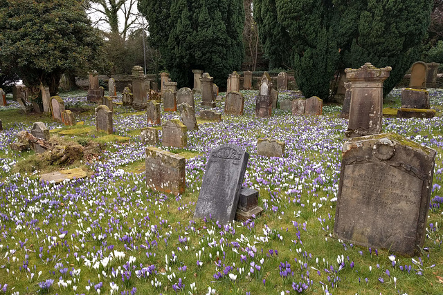 Crocuses At Rhu Church