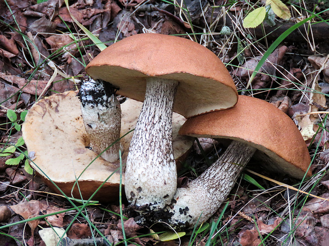 Leccinum ochroleucum