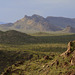 Ajo Mountains