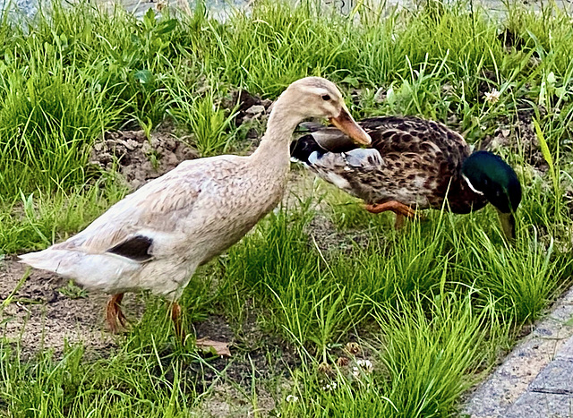 Freundschaft oder Pärchen. ?    (pips)