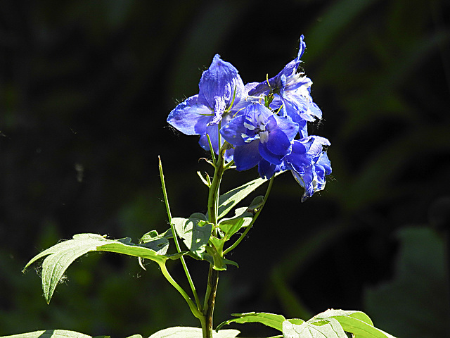 20230604 0591CPw [D~LIP] Rittersporn (Delphinium grandiflorum), Bad Salzuflen