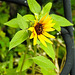 20230722 2821CPw [D~LIP] Sonnenblume, BS