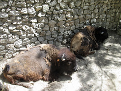 American bisons.