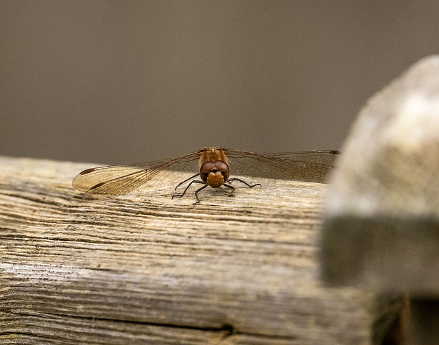 Common darter