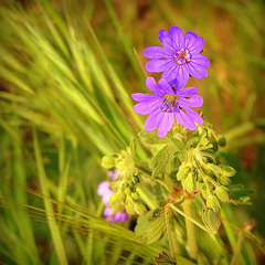 Géranium à feuilles molles ou le Géranium mou (Geranium molle)