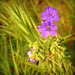 Géranium à feuilles molles ou le Géranium mou (Geranium molle)