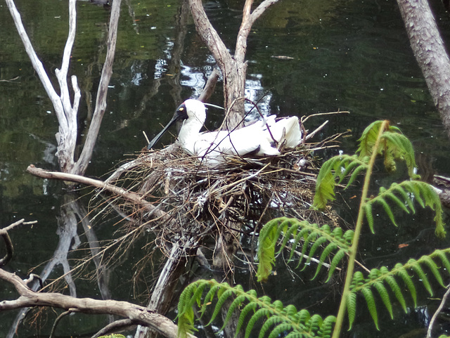 nesting Royal Spoonbills