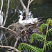 nesting Royal Spoonbills