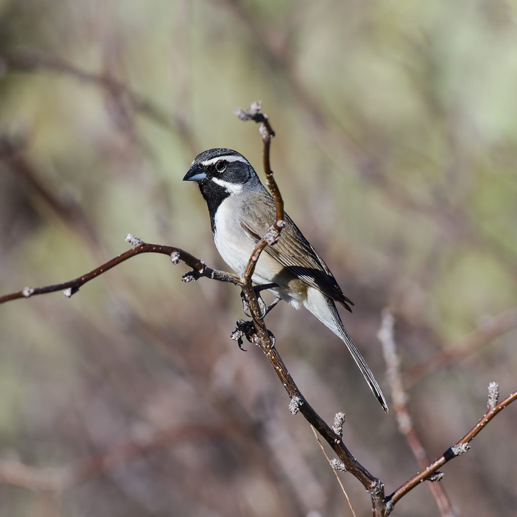 Black-throated Sparrow