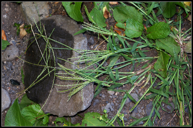 Digitaria sanguinalis (7)