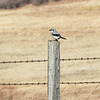 Northern Shrike