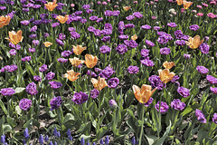 Tulips Arising, Take #1 – Canadian Tulip Festival, Dow’s Lake, Ottawa, Ontario, Canada