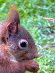 Red Squirrel