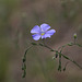 Blue Flax