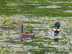 Returning tenants? Mallard pair on the pond this morning. Mallard were nesting and raised a brood here last Spring although I suspect a Grey Heron may have eaten some of the ducklings...