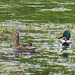 Returning tenants? Mallard pair on the pond this morning. Mallard were nesting and raised a brood here last Spring although I suspect a Grey Heron may have eaten some of the ducklings...