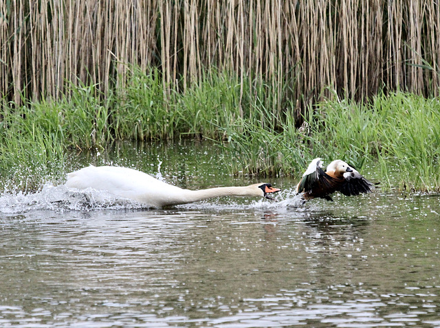 Der Schwan will zubeißen