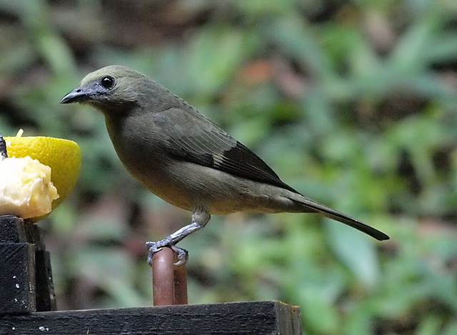 Pajarito.