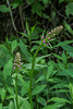 Platanthera psycodes (Small Purple Fringed orchid)