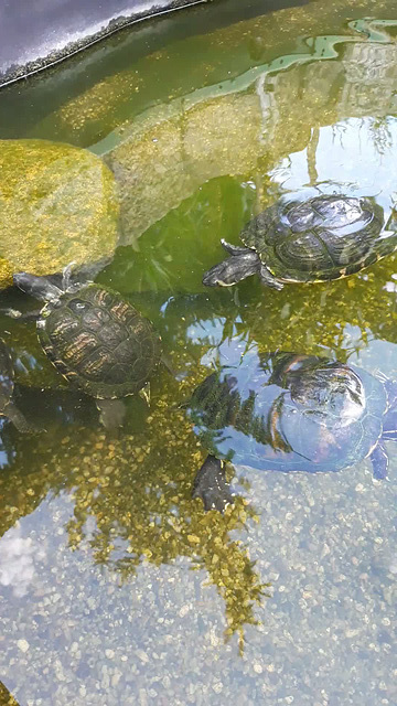 Schildkröten-Wellness