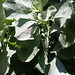 moth on old man saltbush