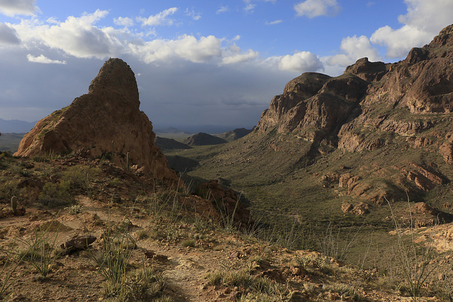 Bull Pasture, Ajo Mountains