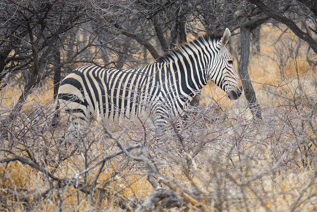 Namibia-0646