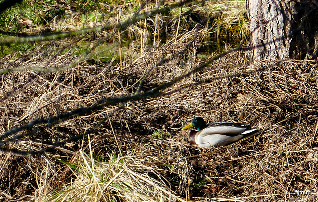 A little early for the nesting season? The Mallards were using the island last year so maybe they are back already...