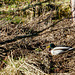 A little early for the nesting season? The Mallards were using the island last year so maybe they are back already...