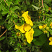 20230722 2823CPw [D~LIP] Fingerstrauch (Dasiphora fruticosa), Zikade: Südliche Strauchzirpe (Fieberiella florii), BS