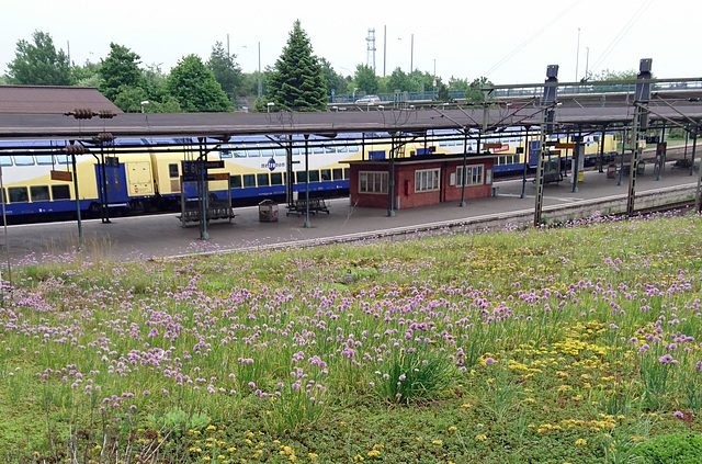 Lauchblüte am Bahnhof Harburg