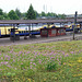 Lauchblüte am Bahnhof Harburg